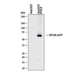 Human BTNL8 Antibody, R D Systems:Antibodies:Primary Antibodies