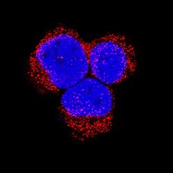 Human/Mouse Bad aa 1-21 Antibody, R D Systems 100&mu;g; Unlabeled:Antibodies,