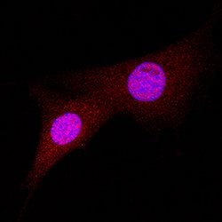 Human/Mouse Bax Antibody, R D Systems 30&mu;g; Unlabeled:Antibodies, Polyclonal