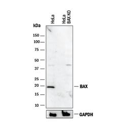 Human/Mouse Bax Antibody, R D Systems 30&mu;g; Unlabeled:Antibodies, Polyclonal