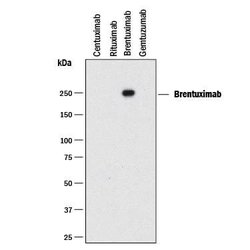 Anti- Brentuximab (Anti-Idiotype) Antibody, R D Systems:Anticuerpos:Anticuerpos