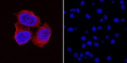 Human CA125/MUC16 Antibody, R D Systems 100&mu;g:Antibodies, Monoclonal