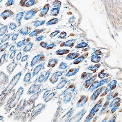Mouse CCL11/Eotaxin Antibody, R D Systems 100&mu;g; Unlabeled:Antibodies,