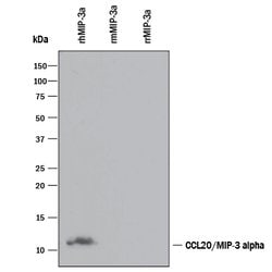 Human CCL20/MIP-3 alpha Antibody, R D Systems:Antibodies:Primary Antibodies