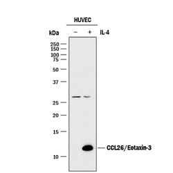 Human CCL26/Eotaxin-3 Antibody, R D Systems 25&mu;g; Unlabeled:Antibodies,