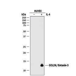 Human CCL26/Eotaxin-3 Antibody, R D Systems:Antibodies:Primary Antibodies
