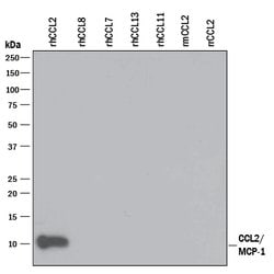 Human CCL2/JE/MCP-1 Antibody, R D Systems 100&mu;g; Unlabeled:Antibodies,