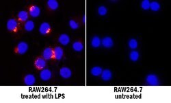 Mouse CCL4/MIP-1 beta Antibody, R D Systems 25&mu;g; Unlabeled:Antibodies,
