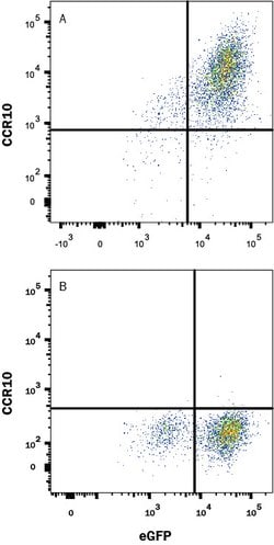 Mouse CCR10 Antibody, R D Systems:Antibodies:Primary Antibodies