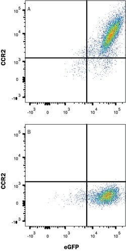 Rat CCR2 Antibody, R D Systems 100 &mu;g; Unconjugated:Antibodies, Monoclonal