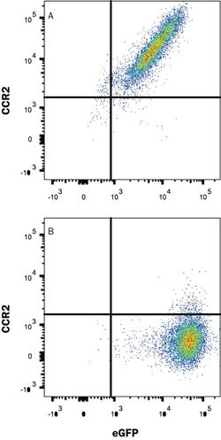 Mouse CCR2 Antibody, R D Systems:Antibodies:Primary Antibodies