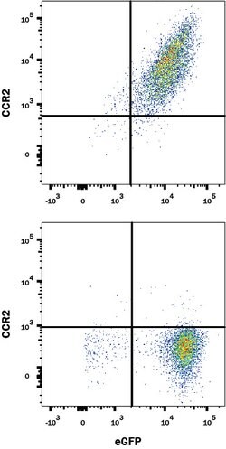 Mouse CCR2 Antibody, R D Systems:Antibodies:Primary Antibodies
