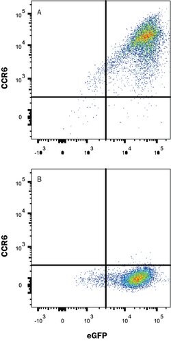 Rat CCR6 Antibody, R D Systems 100 &mu;g; Unconjugated:Antibodies, Monoclonal