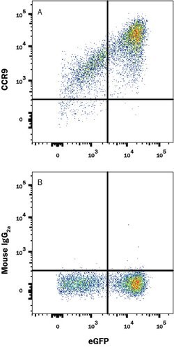 Human CCR9 Antibody, R D Systems 100&mu;g:Antibodies, Monoclonal