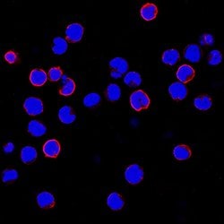 Human CCR9 Antibody, R D Systems 100&mu;g:Antibodies, Monoclonal