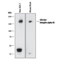 Mouse CD11b/Integrin alpha M Antibody, R&D Systems™