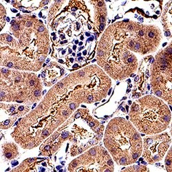 Mouse CD133 Antibody, R D Systems:Antibodies:Primary Antibodies