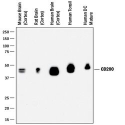 Human/Mouse/Rat CD200 Antibody, R D Systems 100 &mu;g | Buy Online | R&D Systems | Fisher Scientific