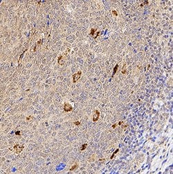 Human CD28 Antibody, R D Systems 100 &mu;g; Unconjgated:Antibodies, Monoclonal
