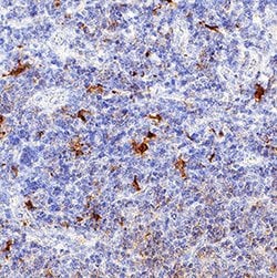 Human CD28 Antibody, R D Systems 200 &mu;g | Buy Online | R&D Systems | Fisher Scientific