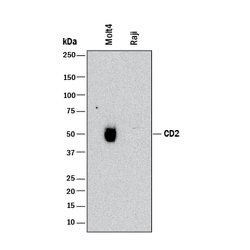 Human CD2 Antibody, R D Systems 100&mu;g:Antibodies, Monoclonal