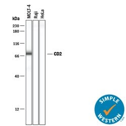 Human CD2 Antibody, R D Systems:Antibodies:Primary Antibodies