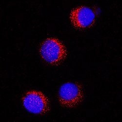 Human CD36/SR-B3 Antibody, R D Systems 100&mu;g; Unlabeled:Antibodies,