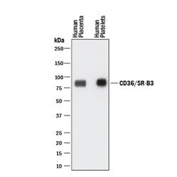 Human CD36/SR-B3 Antibody, R D Systems 100&mu;g; Unlabeled:Antibodies,