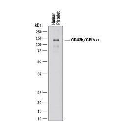 Human CD42b/GPIb alpha Antibody, R D Systems 25&mu;g; Unlabeled:Antibodies,