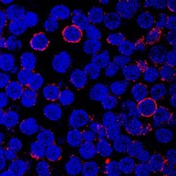 Human CD43 Antibody, R D Systems:Antibodies:Primary Antibodies