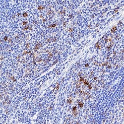 Human CD43 Antibody, R D Systems:Antibodies:Primary Antibodies