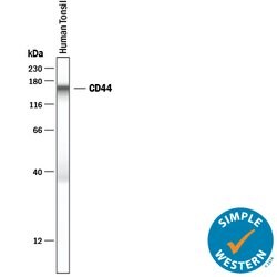 Human CD44 Antibody, R D Systems 25&mu;g; Unlabeled:Antibodies, Polyclonal