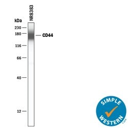 Mouse/Rat/Porcine/Equine CD44 Antibody, R D Systems 100&mu;g; Unlabeled:Antibodies,