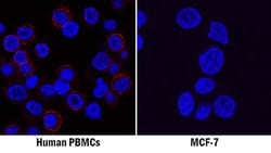 Human CD45 Antibody, R D Systems 25 &mu;g; Unconjugated:Antibodies, Monoclonal