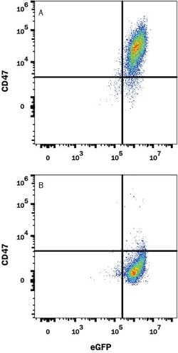 Mouse CD47 Antibody, R D Systems 25 &mu;g; Unconjugated:Antibodies, Monoclonal