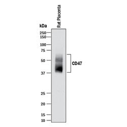 Mouse/Rat CD47 N-terminal IgV-like Extracellular Domain Antibody, R D Systems