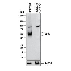 Human CD47 Antibody, R D Systems 100&mu;g; Unlabeled:Antibodies, Polyclonal
