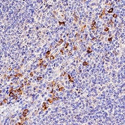 Human CD5 Antibody, R D Systems CD5 Antibody; Unconjugated; 25 &mu;g:Antibodies,