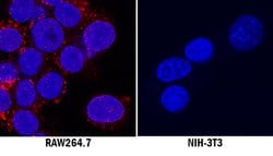 Mouse CD68/SR-D1 Antibody, R D Systems CD68/SR-D1 Antibody; Unconjugated;