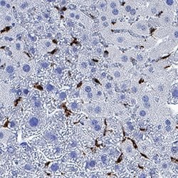 Mouse CD68/SR-D1 Antibody, R D Systems 100 &mu;g; Unconjugated:Antibodies,