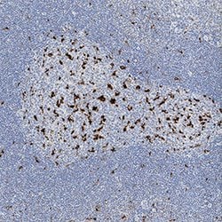 Human CD68/SR-D1 Antibody, R D Systems 25&mu;g; Unlabeled:Antibodies, Monoclonal