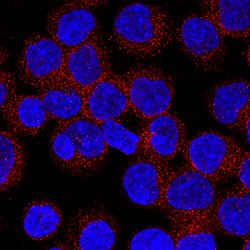 Human CD72 Antibody, R D Systems:Antibodies:Primary Antibodies