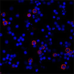 Human CD8 alpha Antibody, R D Systems 25 &mu;g | Buy Online | R&D Systems | Fisher Scientific