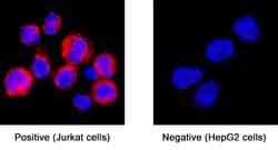 Human CD81 MAb (Clone 454729), R D Systems 100 &mu;g; Unconjugated:Antibodies,