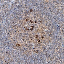 Human CD81 MAb (Clone 454729), R D Systems 100 &mu;g; Unconjugated:Antibodies,