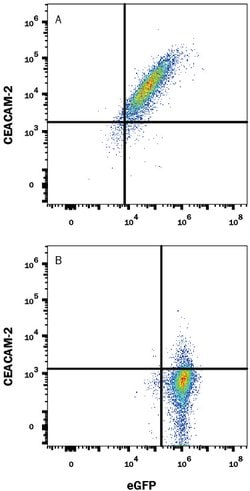 Mouse CEACAM-2 Antibody, R D Systems:Antibodies:Primary Antibodies