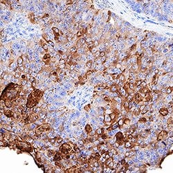 Human CEACAM-7 Antibody, R D Systems 25&mu;g; Unlabeled:Antibodies, Polyclonal