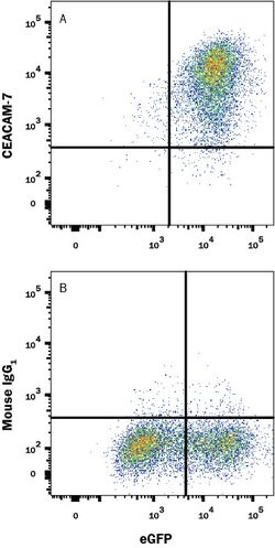 Human CEACAM-7 Antibody, R D Systems 25 &mu;g | Buy Online | R&D Systems | Fisher Scientific