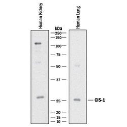 Human CIS-1 Antibody, R D Systems:Antibodies:Primary Antibodies