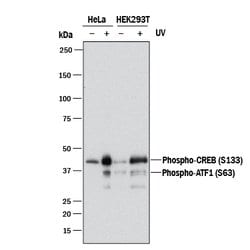 Human Phospho-CREB (S133) Antibody, R D Systems 25&mu;g:Antibodies, Monoclonal